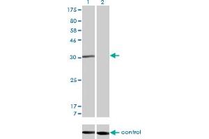 Western Blotting (WB) image for anti-Cell Cycle Checkpoint Protein RAD1 (RAD1) (AA 1-90) antibody (ABIN598565) (RAD1 anticorps  (AA 1-90))