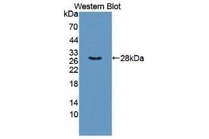 Western Blotting (WB) image for anti-Taxilin alpha (TXLNA) (AA 328-531) antibody (ABIN1872032) (alpha Taxilin anticorps  (AA 328-531))
