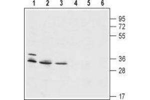 Western blot analysis of mouse WEHI B-cell lymphoma (lanes 1 and 4), human HL-60 promyelocytic leukemia (lanes 2 and 5) and human THP-1 acute monocytic leukemia (lanes 3 and 6) cell lysates: - 1-3. (HVCN1 anticorps  (Intracellular, N-Term))