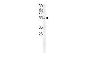 TUBB3 Antibody (N-term) (ABIN651938 and ABIN2840464) western blot analysis in HepG2 cell line lysates (15 μg/lane). (TUBB3 anticorps  (AA 36-63))