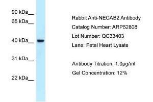 Western Blotting (WB) image for anti-N-terminal EF-Hand Calcium Binding Protein 2 (NECAB2) (C-Term) antibody (ABIN2789252) (NECAB2 anticorps  (C-Term))