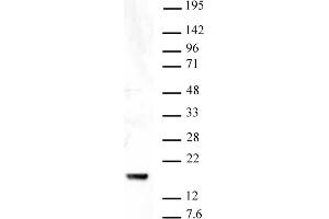 Histone H3K9me3 antibody (pAb) tested by Western blot. (Histone 3 anticorps  (3meLys9))