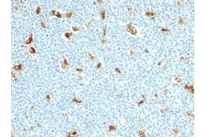 Formalin-fixed, paraffin-embedded human Tonsil stained with S100A9 Mouse Monoclonal Antibody (S100A9/1011).