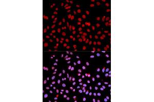 Immunofluorescence analysis of U2OS cell using POLR2J antibody. (POLR2J anticorps  (AA 1-117))