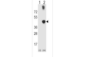 Western blot analysis of ADH5 using rabbit polyclonal ADH5 Antibody using 293 cell lysates (2 ug/lane) either nontransfected (Lane 1) or transiently transfected (Lane 2) with the ADH5 gene. (ADH5 anticorps  (AA 212-239))