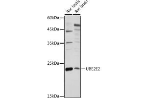 Western blot analysis of extracts of various cell lines, using UBE2E2 antibody (ABIN7271177) at 1:1000 dilution. (UBE2E2 anticorps  (AA 1-201))