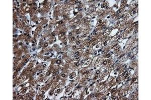 Image no. 8 for anti-Tubulin tyrosine Ligase-Like Family, Member 12 (TTLL12) antibody (ABIN1499035) (TTLL12 anticorps)