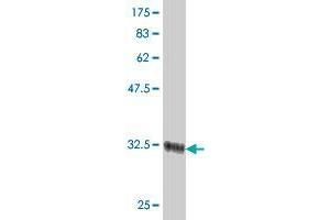 Western Blot detection against Immunogen (34.