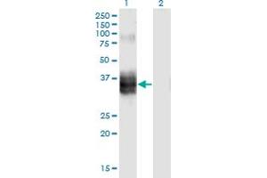 Western Blot analysis of FST expression in transfected 293T cell line by FST monoclonal antibody (M10), clone 4B11.