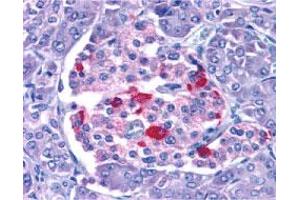 Immunohistochemistry of ENDOG in human pancreas with ENDOG polyclonal antibody  at 15 ug/mL . (Endonuclease G anticorps  (N-Term))