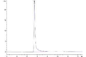 The purity of Human IFN-gamma is greater than 95 % as determined by SEC-HPLC.