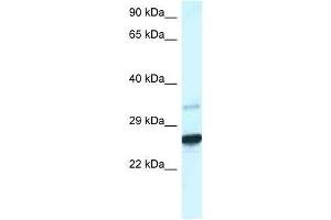 Western Blot showing Cdx1 antibody used at a concentration of 1. (CDX1 anticorps  (C-Term))