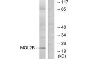 Western Blotting (WB) image for anti-MOB Kinase Activator 3B (MOB3B) (AA 71-120) antibody (ABIN2889655) (MOBKL2B anticorps  (AA 71-120))