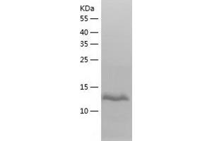 Western Blotting (WB) image for Inhibin, beta A (INHBA) (AA 309-424) protein (His-IF2DI Tag) (ABIN7121673)