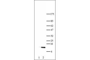 Histone H4 acetyl Lys5 antibody tested by Western blot. (Histone H4 anticorps  (acLys5))