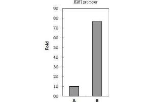 ChIP Image PAX8 antibody immunoprecipitates PAX8 protein-DNA in ChIP experiments.