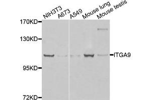 Western blot analysis of extracts of various cells, using ITGA9 antibody. (ITGA9 anticorps)
