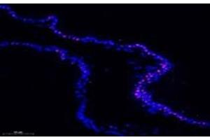Immunofluorescent analysis of paraformaldehyde-fixed rat prostate gland using APRIL (ABIN7072887) at dilution of 1: 600 (ANP32B anticorps)