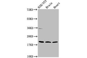 Western Blot Positive WB detected in: NIH/3T3 whole cell lysate, Rat brain tissue, Mouse heart tissue All lanes: NDUFB8 antibody at 2 μg/mL Secondary Goat polyclonal to rabbit IgG at 1/50000 dilution Predicted band size: 22, 21, 19 kDa Observed band size: 22 kDa