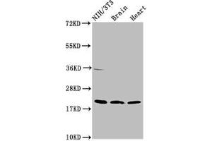 Western Blot Positive WB detected in: NIH/3T3 whole cell lysate, Rat brain tissue, Mouse heart tissue All lanes: NDUFB8 antibody at 2 μg/mL Secondary Goat polyclonal to rabbit IgG at 1/50000 dilution Predicted band size: 22, 21, 19 kDa Observed band size: 22 kDa (NDUFB8 anticorps  (AA 29-132))