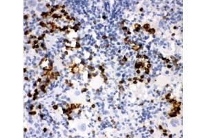IHC-P: MPO antibody testing of rat spleen tissue (Myeloperoxidase anticorps  (AA 406-745))
