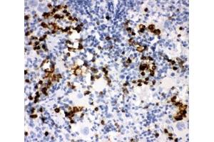 IHC-P: MPO antibody testing of rat spleen tissue