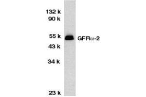Western blot analysis of GFR alpha 2 in HeLa total cell lysate with AP30362PU-N GFR alpha 2 antibody at 1/1000 dilution. (GFRA2 anticorps  (Middle Region))