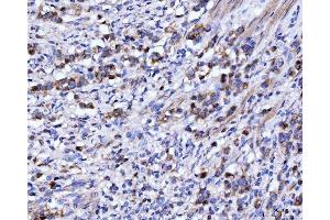 IHC analysis of DHODH using anti-DHODH antibody (ABIN7603139). (DHODH anticorps  (N-Term))