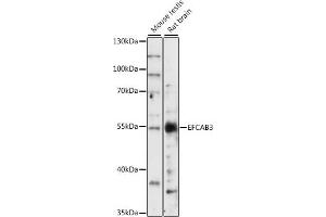 Western blot analysis of extracts of various cell lines, using EFC antibody (ABIN7266902) at 1:1000 dilution. (EFCAB3 anticorps  (AA 249-438))