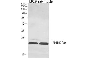 anti-N/H/K-Ras (AA 10-90) antibody