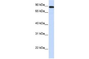 Western Blotting (WB) image for anti-Family with Sequence Similarity 47, Member A (FAM47A) antibody (ABIN2459685) (FAM47A anticorps)
