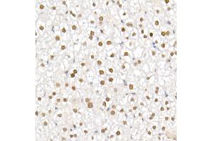 Immunohistochemistry of paraffin-embedded mouse liver using TCE Rabbit mAb (ABIN7270877) at dilution of 1:25 (40x lens). (TCEA1 anticorps)
