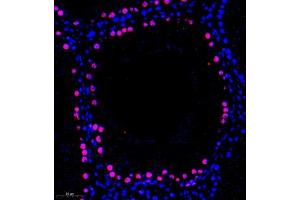 Immunofluorescent analysis of paraffin embedded rat testis using MED8 (ABIN7074582) at dilution of 1: 600 (MED8 anticorps)