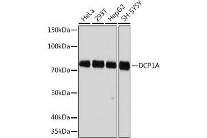 Western blot analysis of extracts of various cell lines, using DCP1A Rabbit mAb (ABIN7266678) at 1:500 dilution. (DCP1A anticorps)