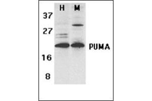 Western blot analysis of PUMA expression in human (H) K562 and mouse (M) 3T3 cell lysates with this product at 2 µg/ml (PUMA anticorps  (C-Term))