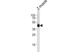 Western Blotting (WB) image for anti-Interferon Regulatory Factor 2 Binding Protein 2 (IRF2BP2) antibody (ABIN3004746) (IRF2BP2 anticorps)