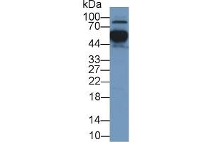 Detection of APOH in Human Placenta lysate using Polyclonal Antibody to Apolipoprotein H (APOH) (APOH anticorps  (AA 22-345))