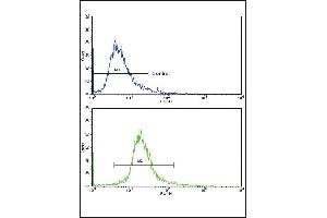 Flow cytometric analysis of 293 cells using GPT Antibody (N-term )(bottom histogram) compared to a negative control cell (top histogram). (ALT anticorps  (N-Term))