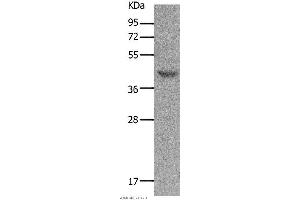 Western blot analysis of Mouse muscle tissue, using MC5R Polyclonal Antibody at dilution of 1:1200 (MC5 Receptor anticorps)