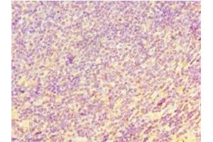 Immunohistochemistry of paraffin-embedded human tonsil tissue using ABIN7147558 at dilution of 1:100 (CHI3L2 anticorps  (AA 27-390))
