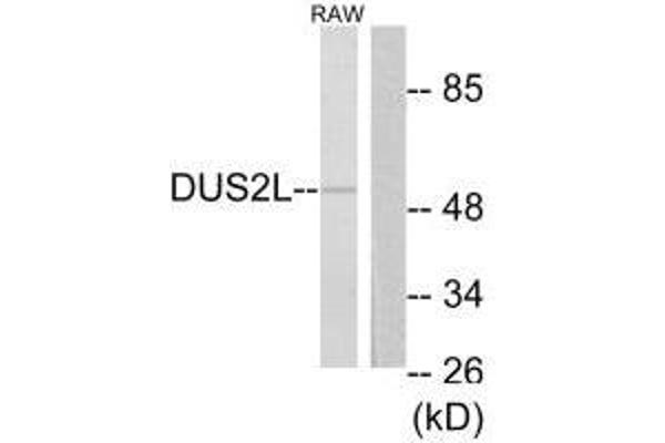 DUSL2 antibody  (C-Term)