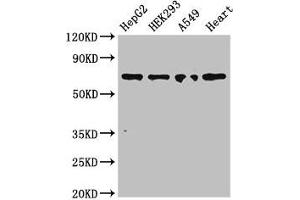 Western Blot Positive WB detected in: HepG2 whole cell lysate, HEK293 whole cell lysate, A549 whole cell lysate, Mouse heart tissue All lanes: TRIM5 antibody at 3 μg/mL Secondary Goat polyclonal to rabbit IgG at 1/50000 dilution Predicted band size: 57, 47, 41, 38, 32, 30 kDa Observed band size: 70 kDa (TRIM5 anticorps  (AA 1-493))