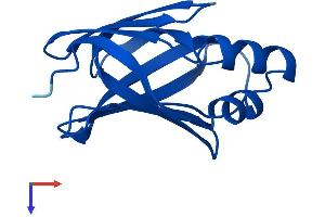 AlphaFold protein structure predicition of Human Recombinant CRABP2 Protein, UniprotID P29373