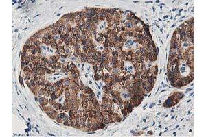 Image no. 3 for anti-Leucine Carboxyl Methyltransferase 1 (LCMT1) antibody (ABIN1499107) (LCMT1 anticorps)