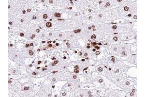ABIN6277447 at 1/100 staining human liver tissue sections by IHC-P. (Neurogenin 1 anticorps  (Internal Region))