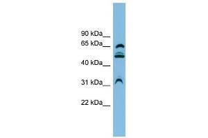 WDR1 antibody used at 1 ug/ml to detect target protein. (WDR1 anticorps  (N-Term))