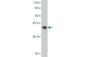 Western Blot detection against Immunogen (37.