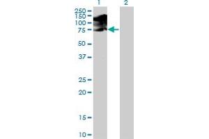 Western Blot analysis of SRPK1 expression in transfected 293T cell line by SRPK1 monoclonal antibody (M01), clone 6H5. (SRPK1 anticorps  (AA 371-470))