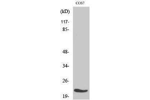 Western Blotting (WB) image for anti-Mitochondrial Ribosomal Protein L11 (MRPL11) (Internal Region) antibody (ABIN3176093) (MRPL11 anticorps  (Internal Region))