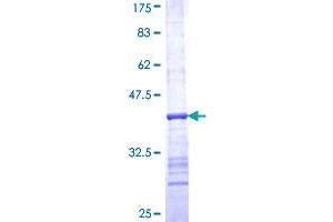 Image no. 1 for Ribonuclease H1 (RNASEH1) (AA 189-286) protein (GST tag) (ABIN1318159)